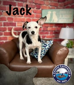Jack image 4