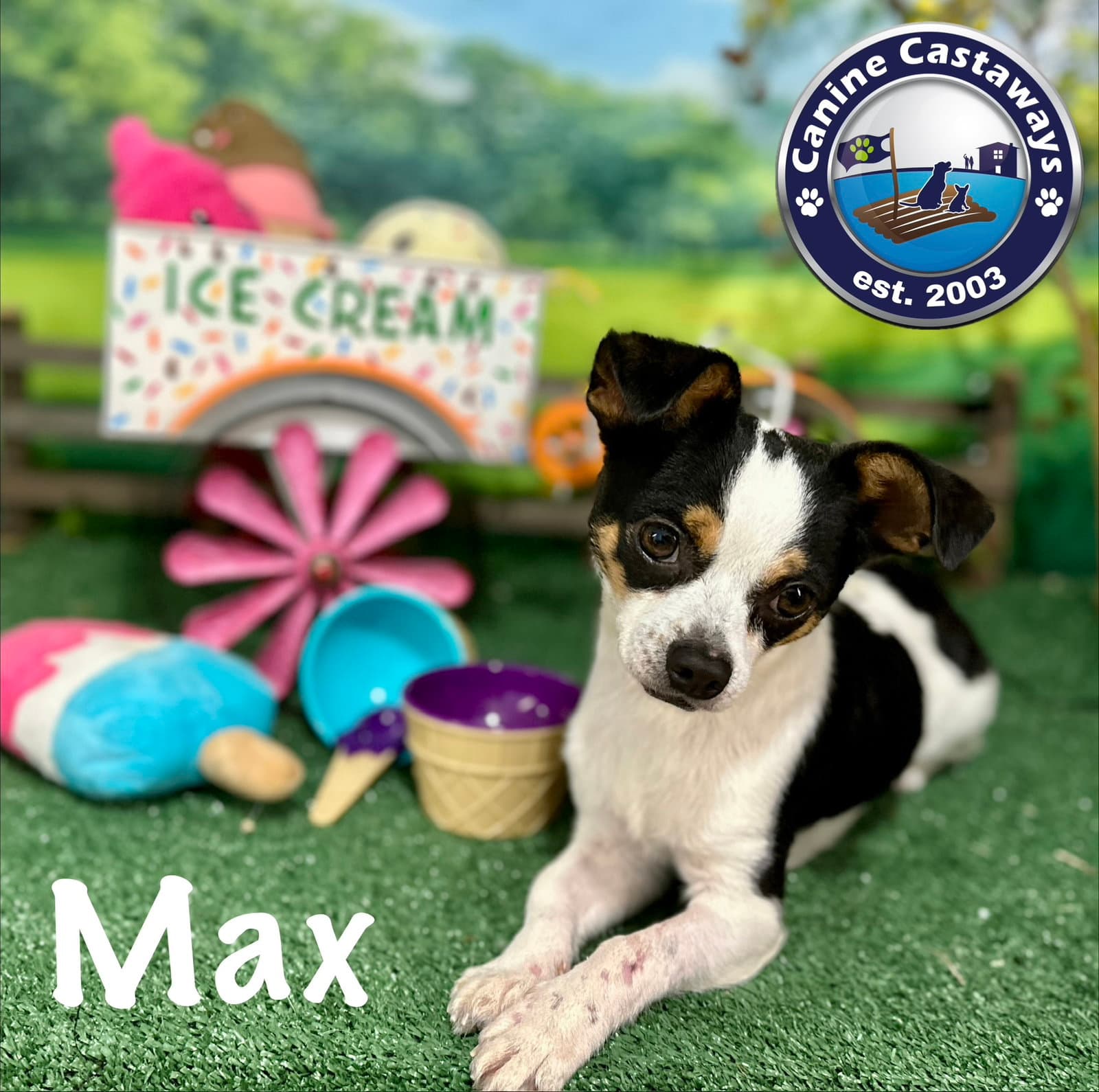 Max - Chihuahua