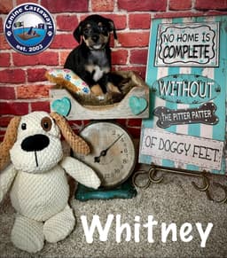 Whitney image 1