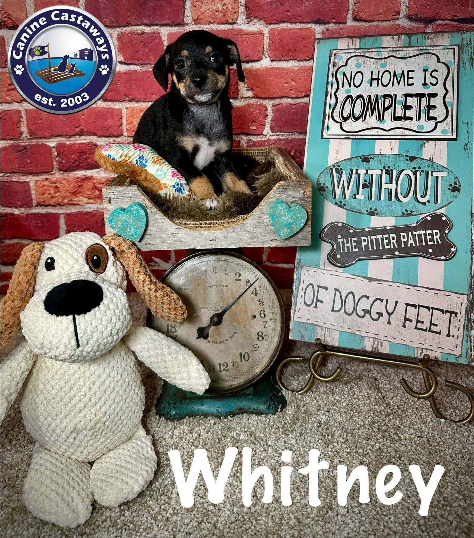Whitney - Rat Terrier