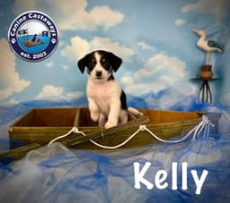 Kelly image 1
