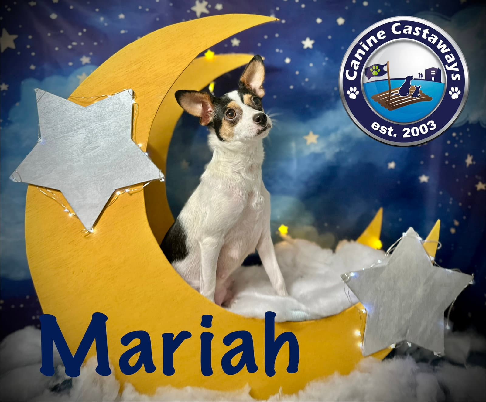 Mariah - Rat Terrier