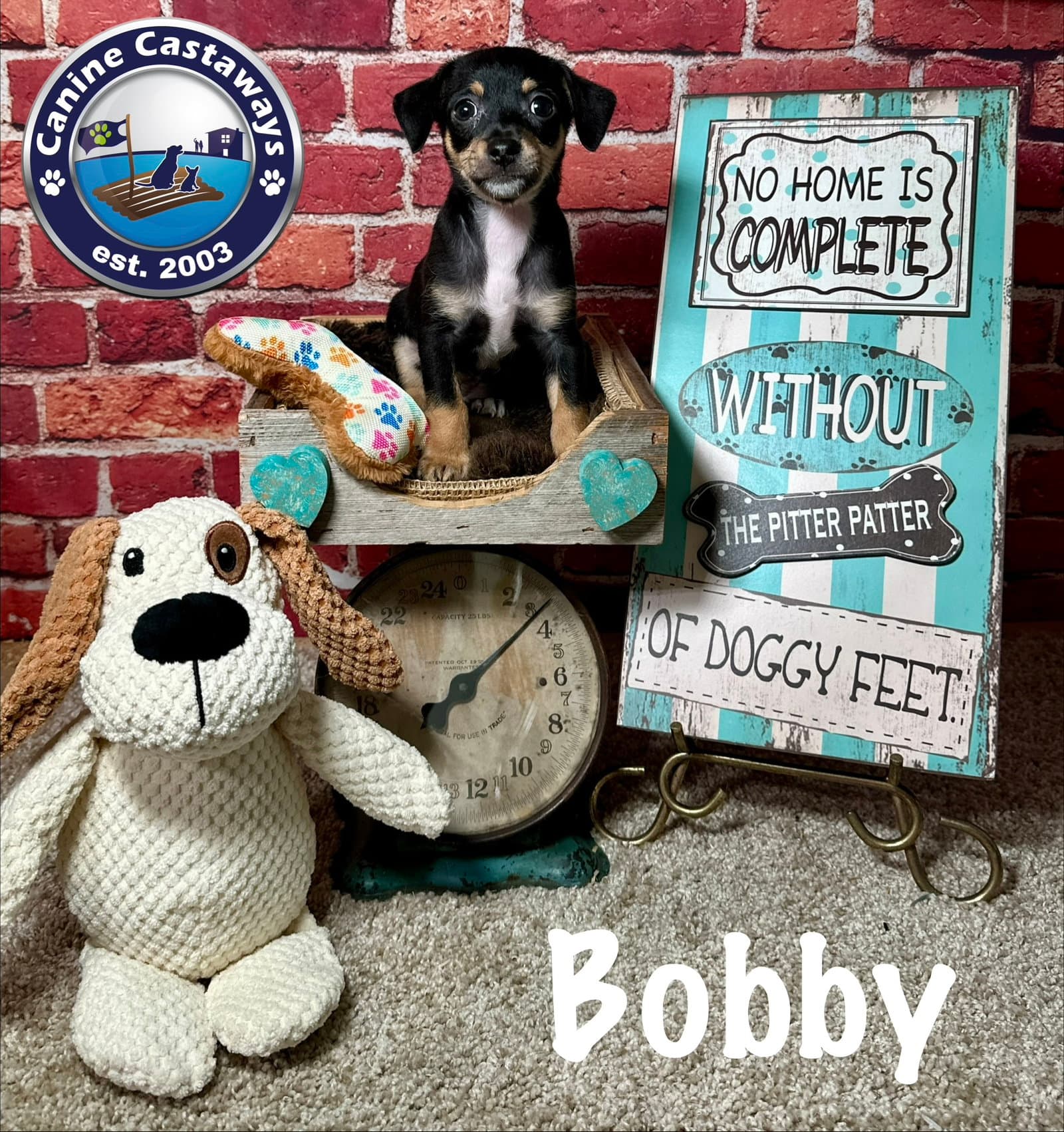 Bobby - Rat Terrier