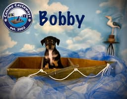 Bobby image 3