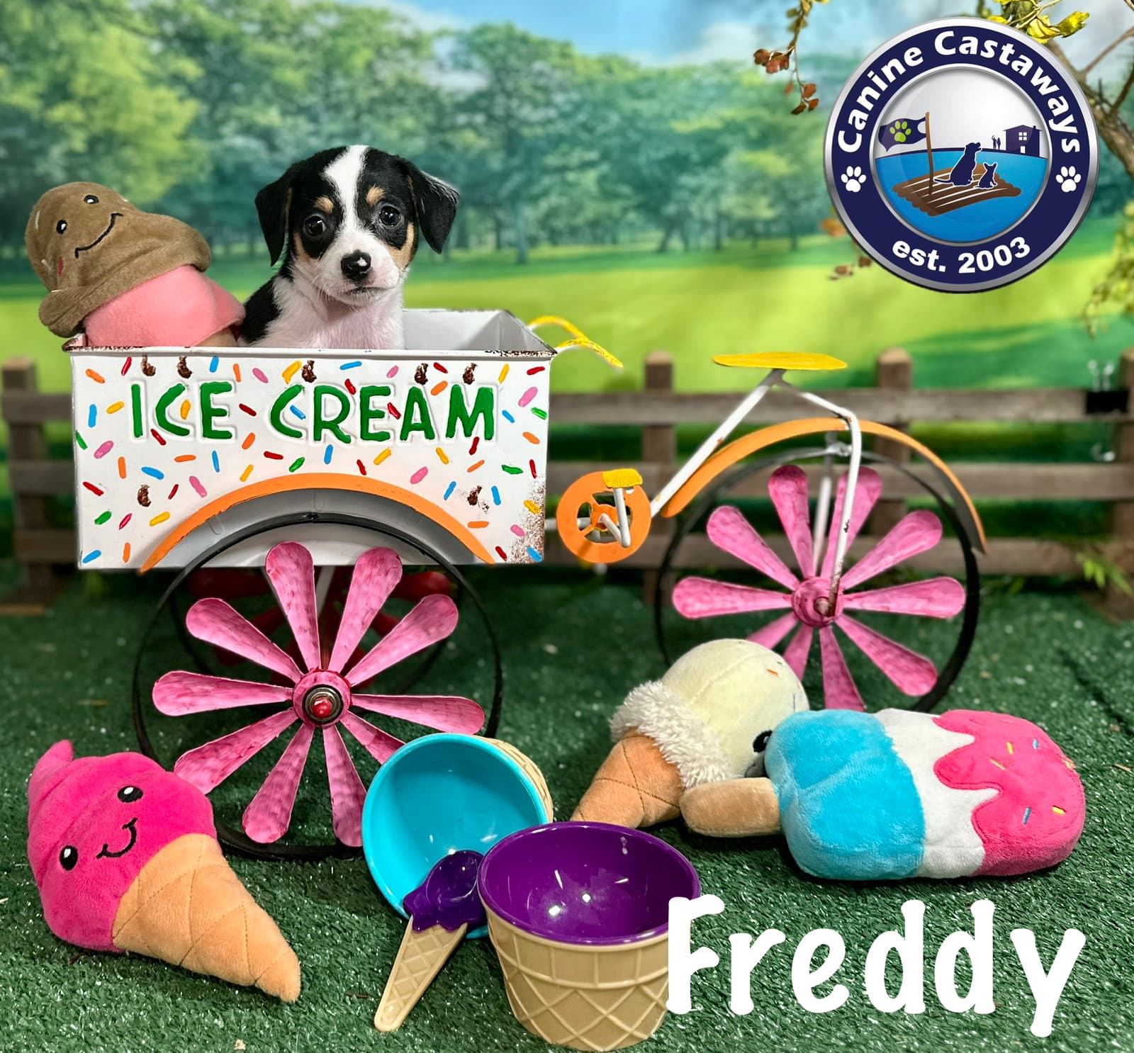Freddy - Rat Terrier