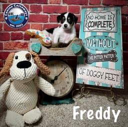 Freddy image 3