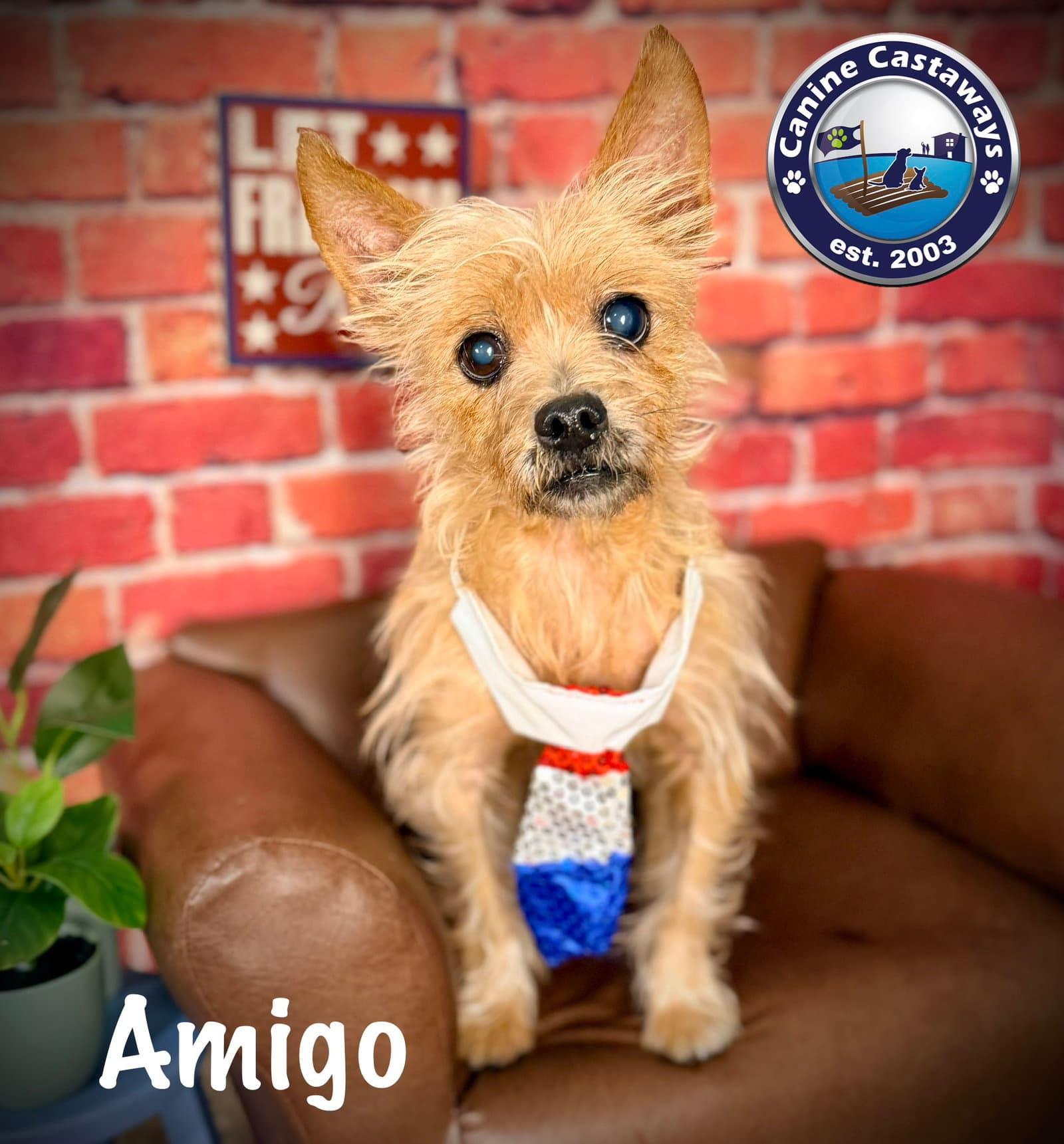 Amigo - Cairn Terrier
