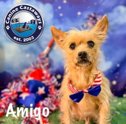 Amigo image 2