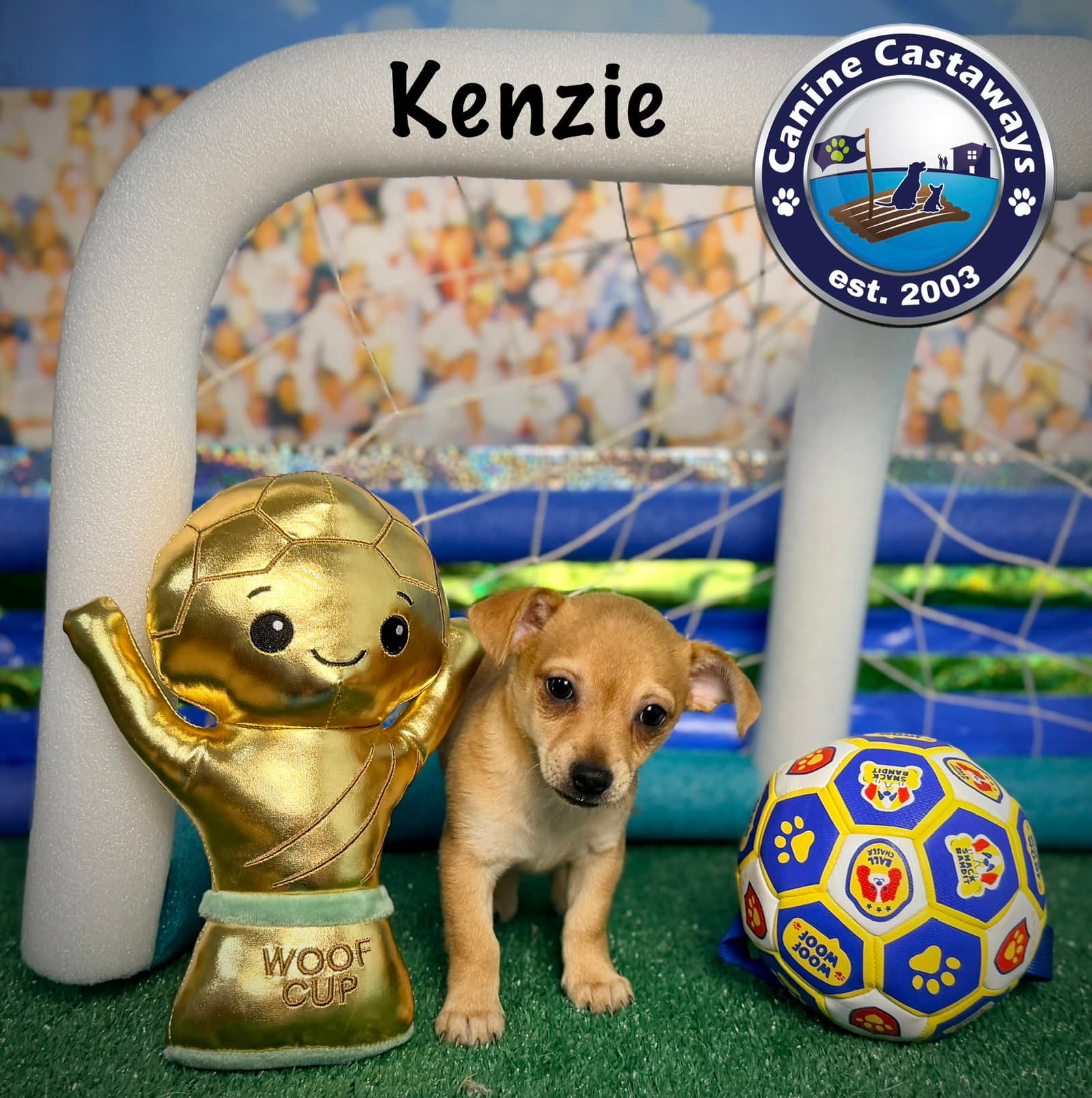 Kenzie - Chihuahua
