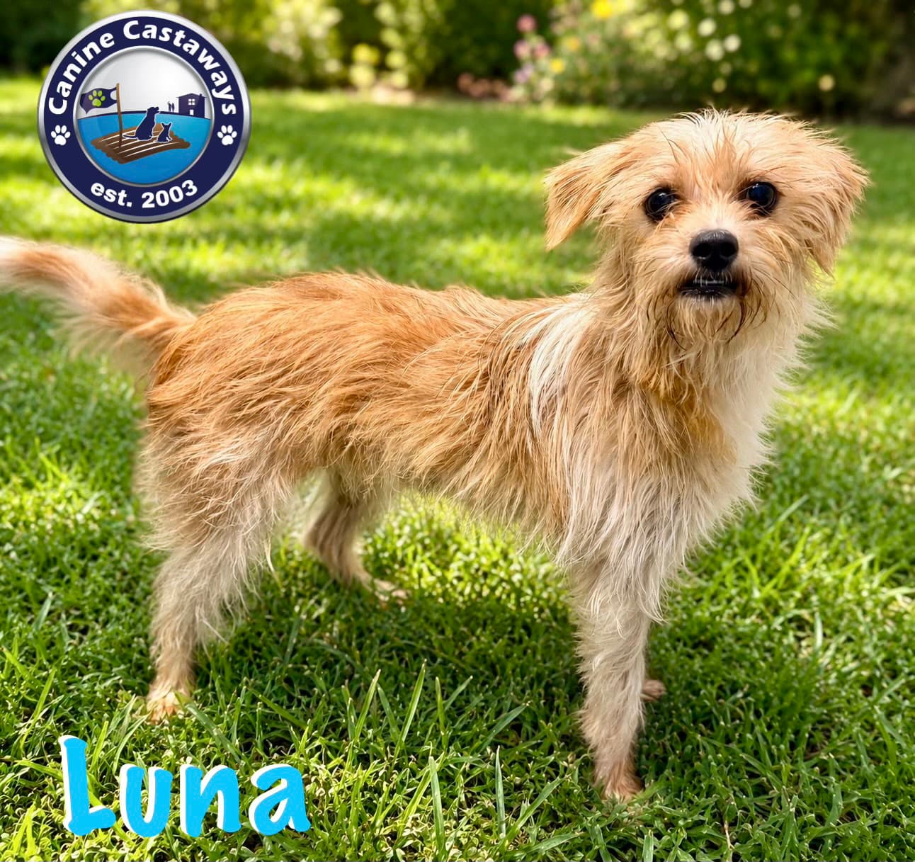 Luna - Norfolk Terrier
