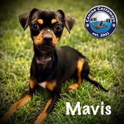 Mavis image 1