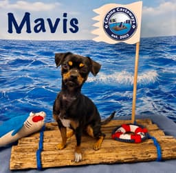 Mavis image 2