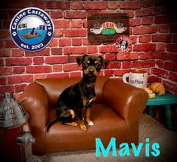 Mavis image 3