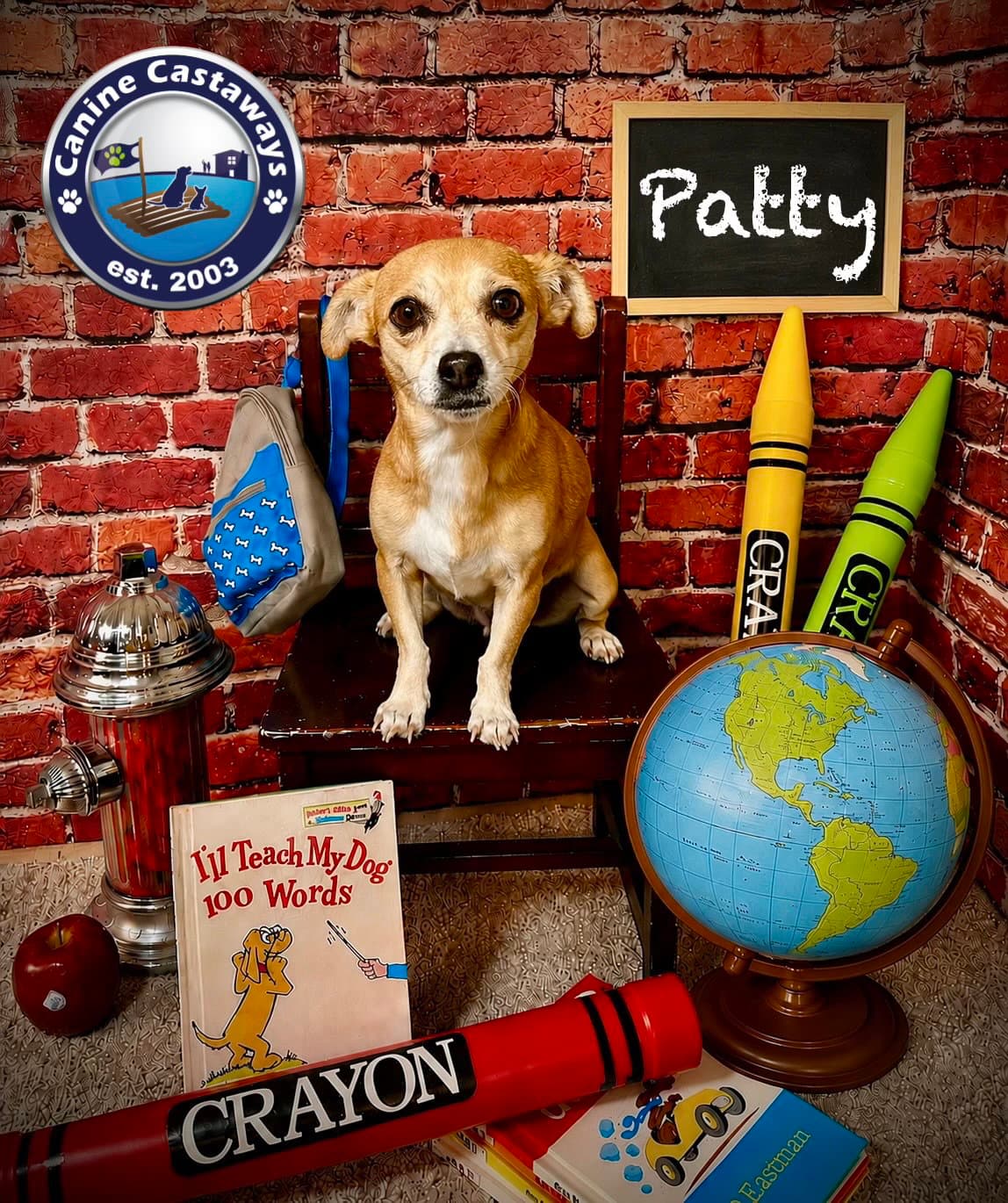 Patty - Chihuahua