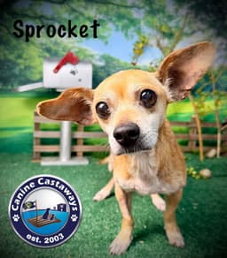 Sprocket image 1