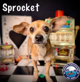 Sprocket image 2