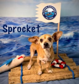 Sprocket image 3