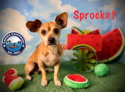 Sprocket image 4
