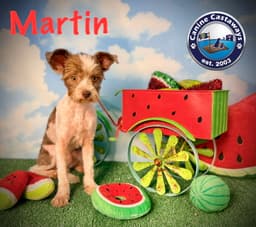 Martin image 1