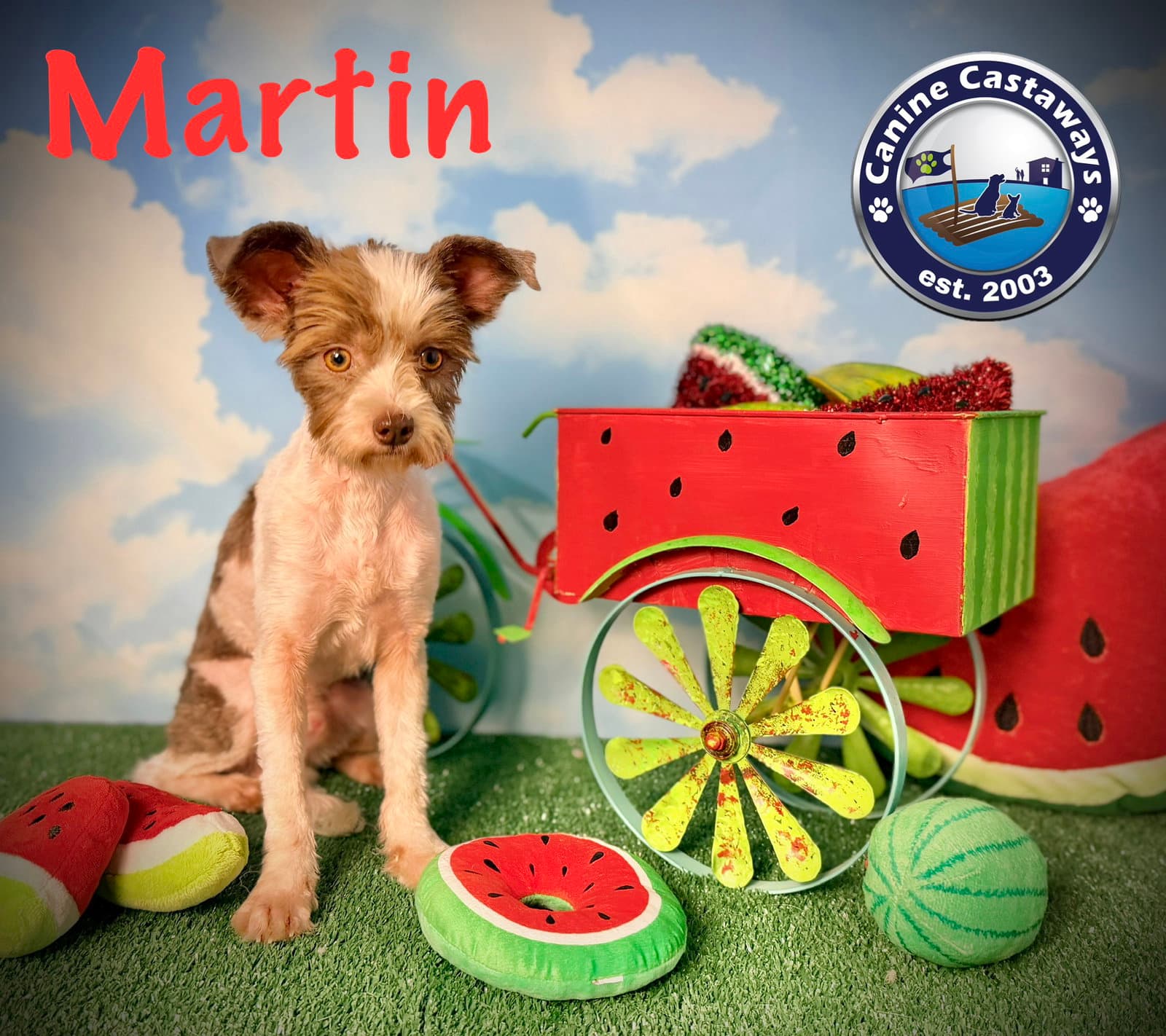 Martin - Shih Tzu