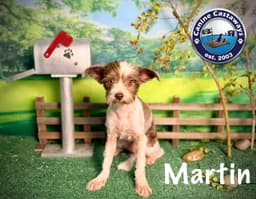 Martin image 3
