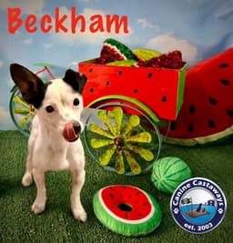 Beckham image 2