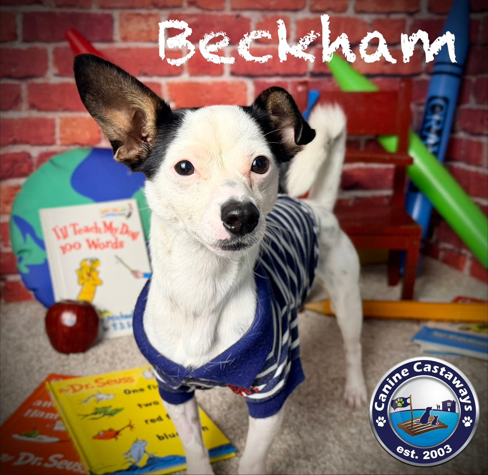 Beckham - Jack Russell Terrier