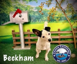 Beckham image 3
