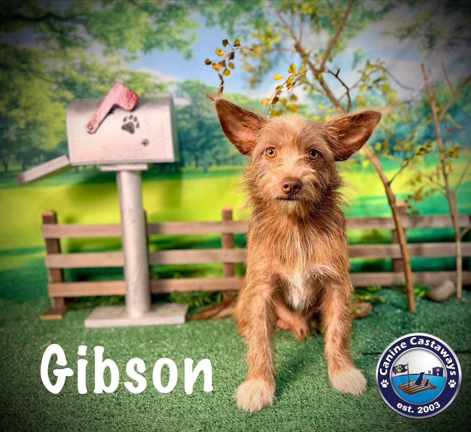 Gibson - Irish Terrier