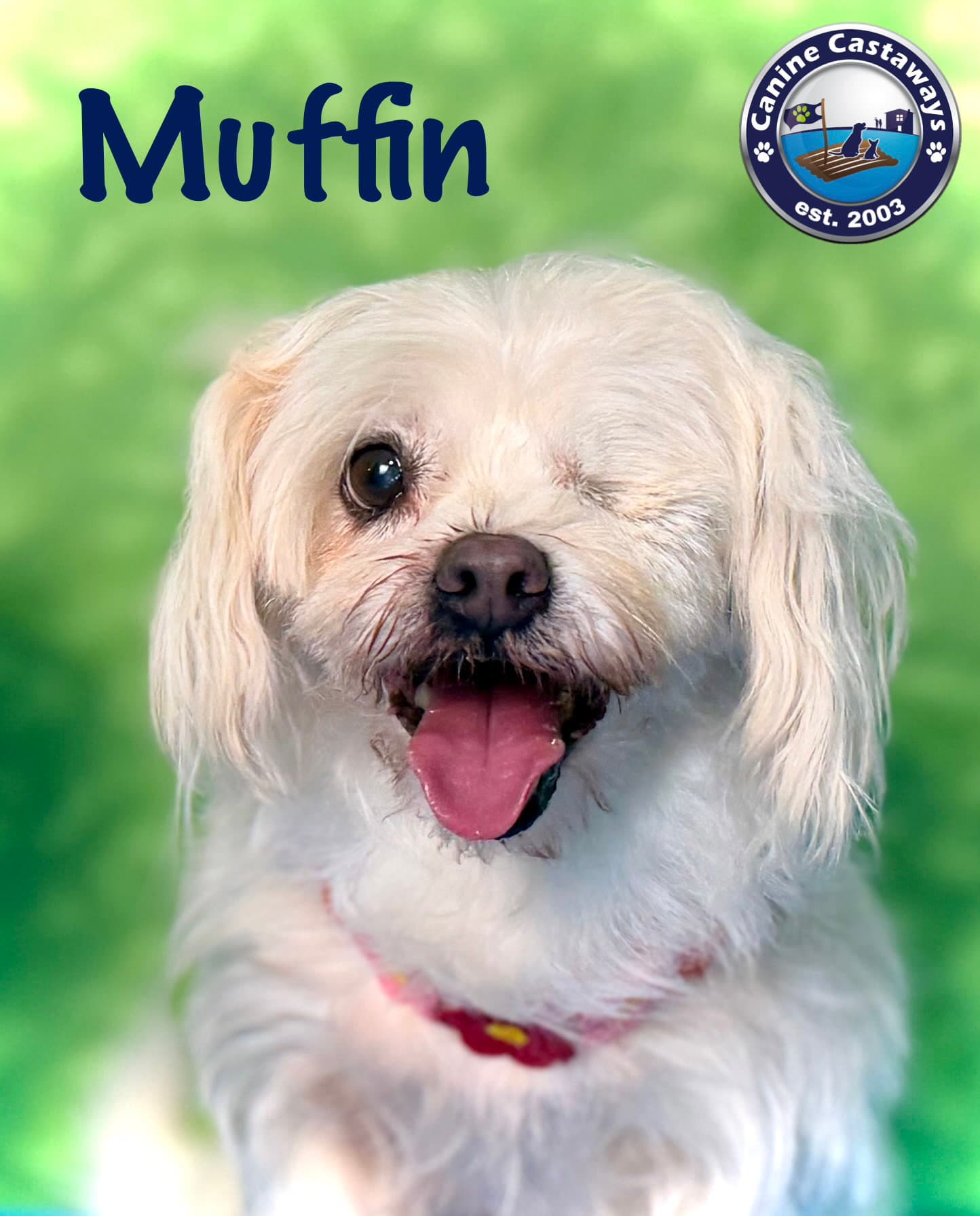 Muffin - Maltese