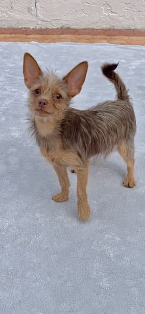 Ian - Toy Terrier
