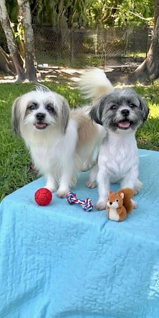 Cassie  Cindy - Shih Tzu