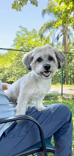 Tino - Shih Tzu