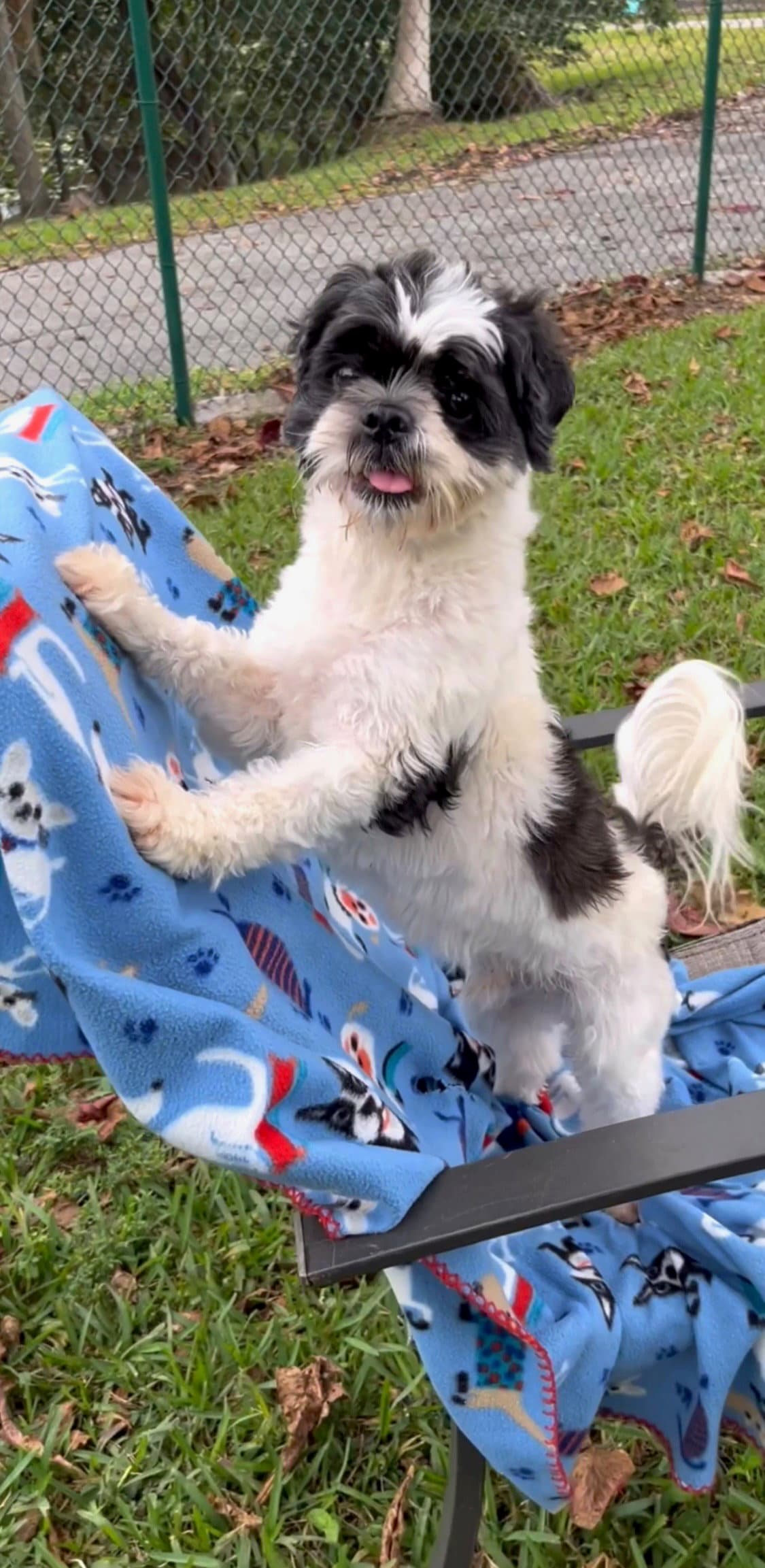 Fuji - Shih Tzu
