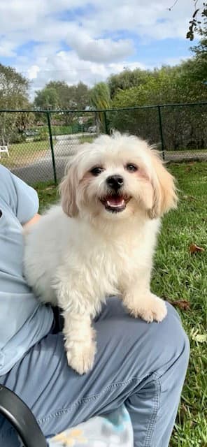 Louis - Shih Tzu