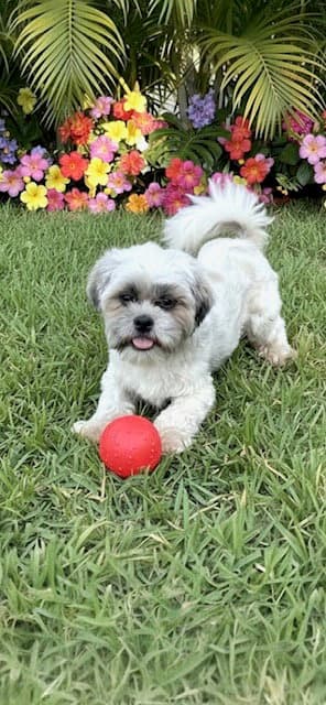 Tyler - Shih Tzu