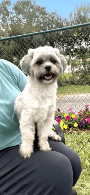 Tyler - Shih Tzu