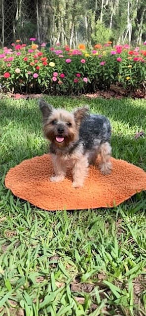 Bradley - Yorkshire Terrier Yorkie