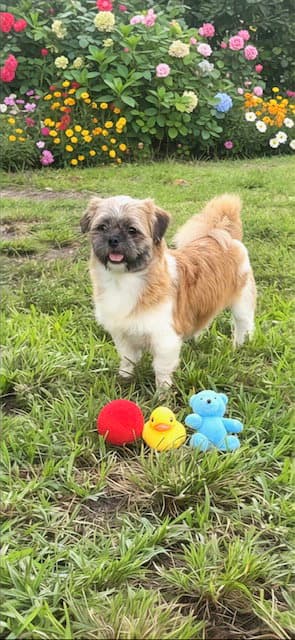 Franklin - Shih Tzu