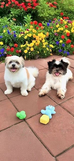 Orville  Prescott - Shih Tzu