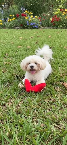 Casper image 4