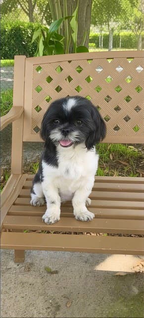 Rose Amie - Shih Tzu