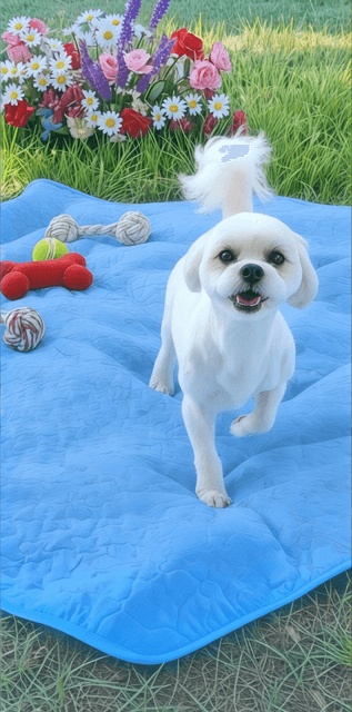 Kaya - Shih Tzu