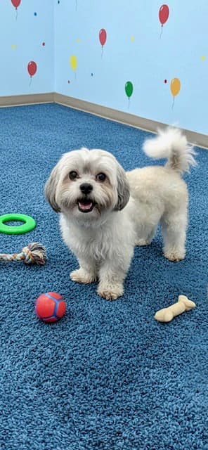 Nugget - Shih Tzu
