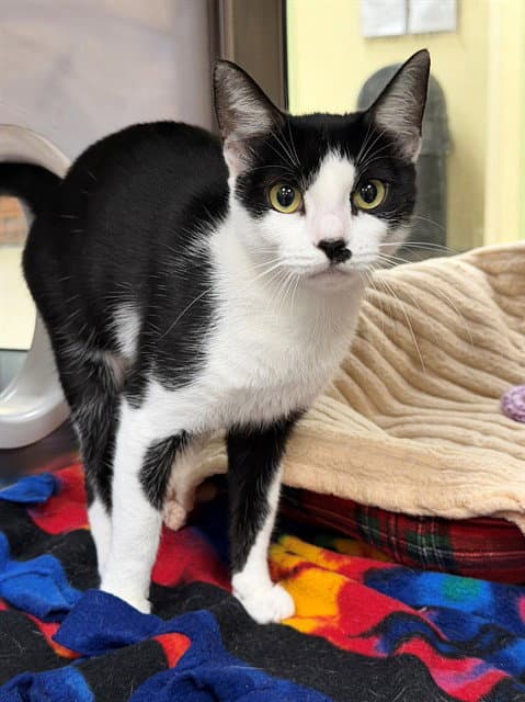 Scarlet - Domestic Short Hair