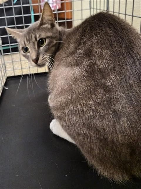 Brit - Domestic Short Hair