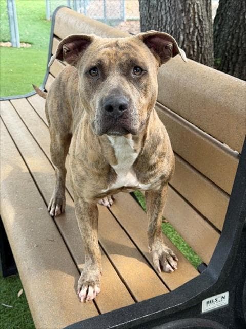 Stella - Pit Bull Terrier