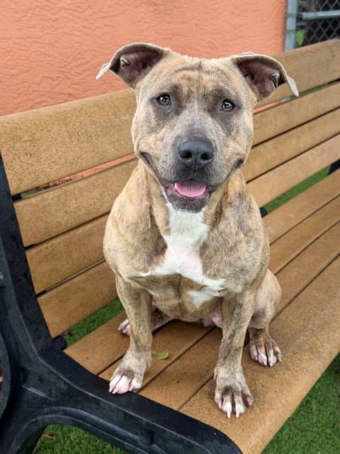 Stella - Pit Bull Terrier