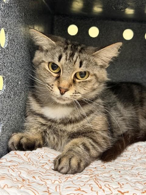 Ellie - Domestic Medium Hair