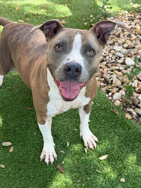 Daphne - Pit Bull Terrier